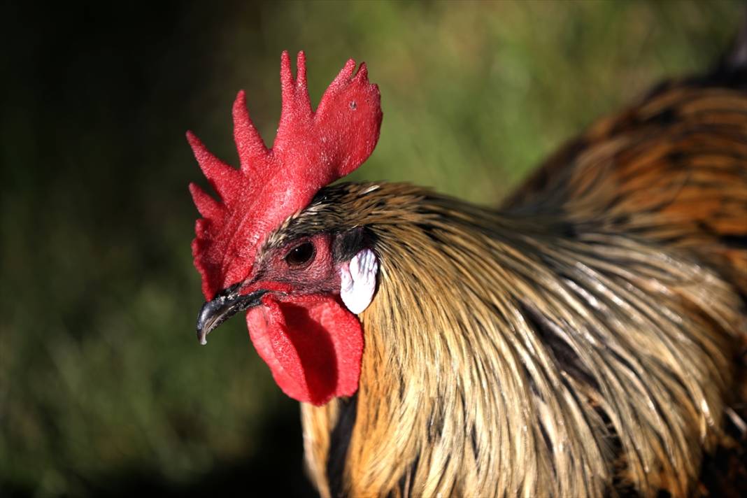 Türkiye’nin en prestijlisi! Denizli horozunu Konya koruyor 14